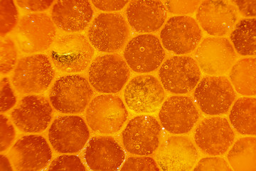 Honey close-up. Honey in honeycomb. Transparent honey flows down the honeycomb.