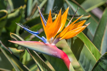 Madeira Blumenpracht