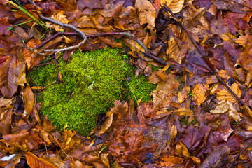 A Patch of Moss under a Wet Bed of Fall Leaves