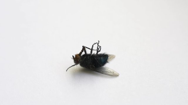 Fly dying laying on back, white background 4k macro