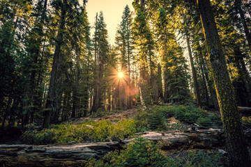 Sunrise in the Sequoia Forest, Yosemite National Park,