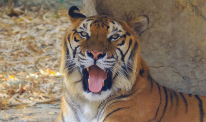 Close-up of a tiger lying open its mouth in summer