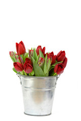 red tulips in a bucket on white background