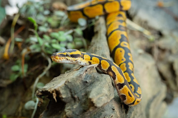 Ball python