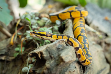 Ball python