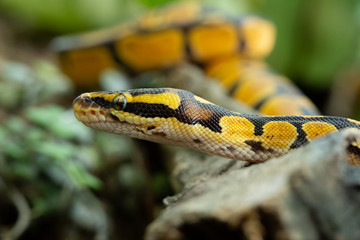 Ball python