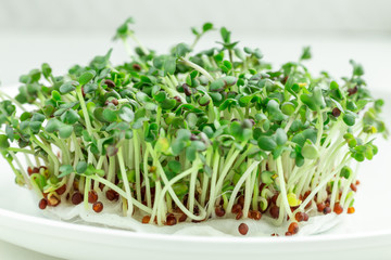 Mustard on the windowsill. Microgreens growing. Vegan and healthy eating concept. White background....