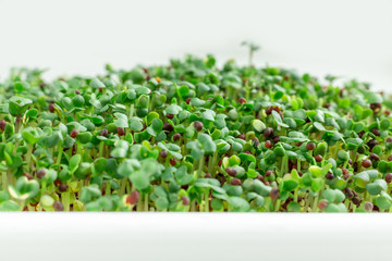 Obraz premium Mustard on the windowsill. Microgreens growing. Vegan and healthy eating concept. White background. Close-up. Copy space