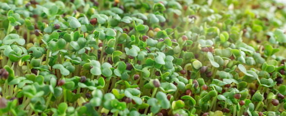 Mustard on the windowsill. Microgreens growing. Vegan and healthy eating concept. White background. Close-up. Copy space