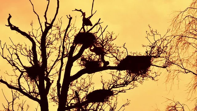 Grey heron (Ardea cinerea) landing on nest in tree at heronry / heron rookery silhouetted against orange sky at sunset in spring