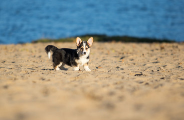 welsh corgi puppy on a sandy beach