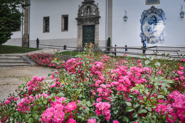 Pink flowers, roses on the background of a house with a white facade and tiles azulejos. Guimaraes. Portugal