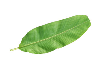 Obraz premium Banana leaves isolated on white background.