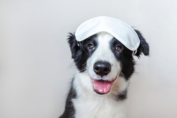 Naklejka na ściany i meble Do not disturb me, let me sleep. Funny cute smilling puppy dog border collie with sleeping eye mask isolated on white background. Rest, good night, siesta, insomnia, relaxation, tired, travel concept.