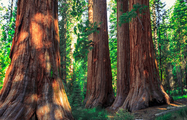 Forest of Sequoias, Yosemite National Park, California