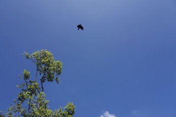 bird in flight