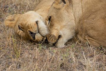 Obraz premium Portrait of a pair of lionesses (Panthera leo) taken in gthe Timbavati Reserve, South Africa