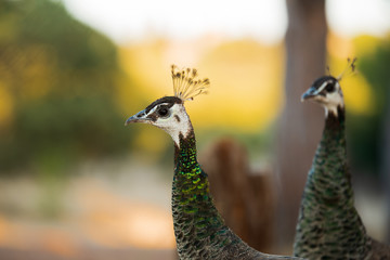 Beautiful portrait of an adult peacock mom in the wild.