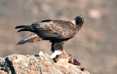 Aguila reala en la sierra con una presa