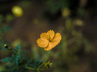 yellow flower in the garden
