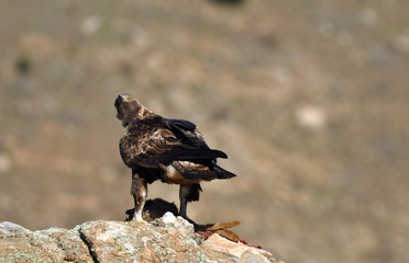 Aguila reala en la sierra con una presa