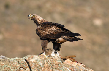 Aguila reala en la sierra con una presa