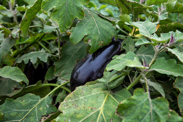 Israel eggplant plant grow farm