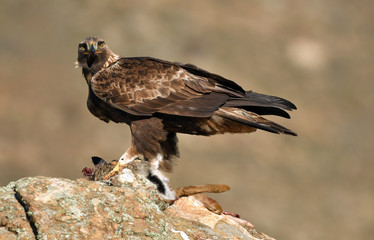 Aguila reala en la sierra con una presa
