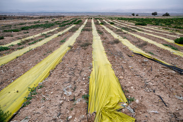 Low green house yellow rows