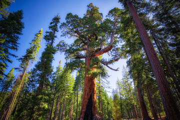 Grizzly Giant at Mariposa Grove of Giant Sequoias, Yosemite National Park, California