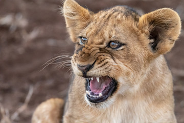 Obraz na płótnie Canvas Portrait of a fierce lion cub (Panthera leo)