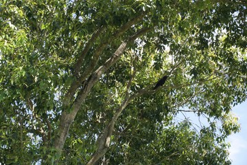 tree in forest