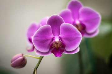 Orquídea rosa