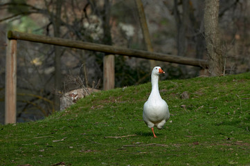 Geese on the shore of a lake in Spain