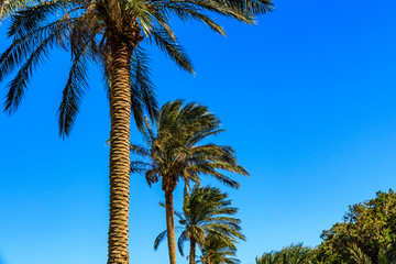 Green date palm trees against the blue sky