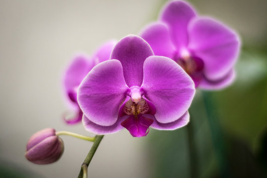 Orqu&iacute;dea rosa, flores mexicanas, fotos de flores, fondos de pantalla.