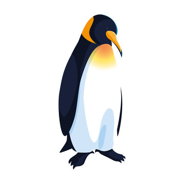 emperor penguin on white background