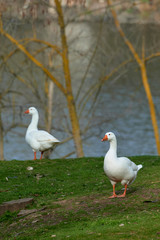 Naklejka na ściany i meble Geese on the shore of a lake in Spain