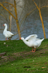Geese on the shore of a lake in Spain