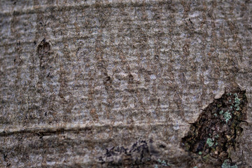 Beech tree soft texture of bark close up abstract nature background 
