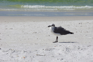 seagull on the beach