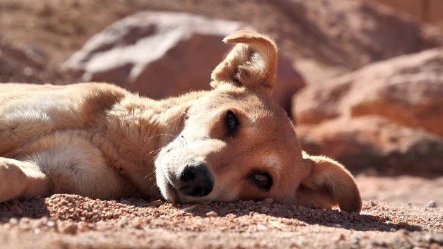 Dog lies under scorching sun in the desert