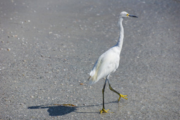 a free silver egrets walks on a sunny day on the beach, wildlife