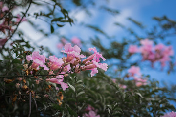 Flores rosas, fondos naturales.