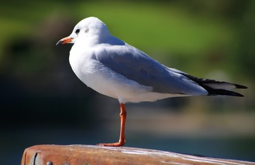 seagull on a post
