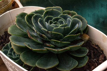 green suculenta on small bucket