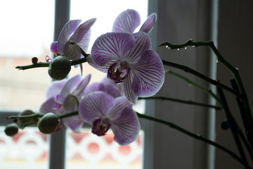 white orchid with pink stripes