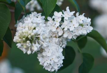 Blossoming decorative white lilac Syringa tree on spring