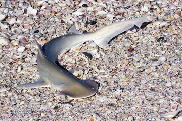 Bonnethead Shark (Sphyrna tiburo) laying on  St. Pete Beach, Florida waiting to be cataloged and released.