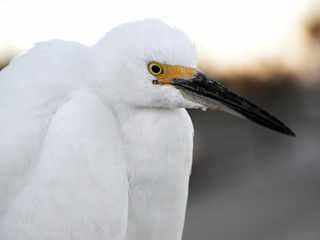 Snowy Egret (Egretta thula) head and shoulders close up.